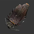 Shiny Metallic Purple Beetle With Orange Edges And Detailed Legs On Dark Background