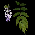 Beautiful Wisteria Vine With Purple And White Flowers And Green Leaves