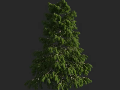 Tall Evergreen Arbor With Lush Green Foliage And Dense Canopy In Natural Outdoor Setting 3d model