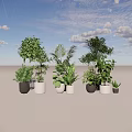 Various Indoor Potted Plants in Stylish Decorative Pots with Sunlit Interior