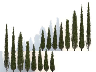 Arborvitae Trees of Different Heights Arranged in Row with Shadows on White Background 3d model