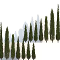 Arborvitae Trees of Different Heights Arranged in Row with Shadows on White Background