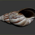 Natural Striped Conch Shell Decorative Ornament With White And Brown Pattern For Home Decor