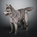 Realistic Gray Wolf 3D Model Standing On Dark Background 3d model