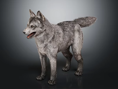 Realistic Gray Wolf 3D Model Standing On Dark Background 3d model