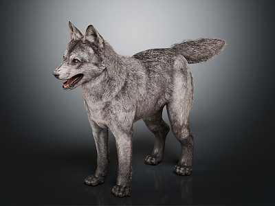 Modern wolf Little wolf 3d model