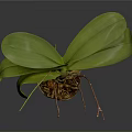 Orchid Plant Organs With Green Leaves Brown Stems And Hairy Roots On Dark Background