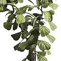 Lush Green Bonsai Plant With Healthy Leaves In White Ceramic Pot For Indoor Home Decoration