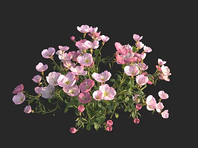 Blooming Cluster of Pink White Flowers with Green Leaves on Black Background 3d model