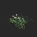 Clustered Green Grass With Small White Flowers in Natural Garden Arrangement