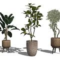Indoor Bonsai Potted Plants with Woven Baskets Textured Pots on Small Wooden Stands