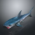 Realistic Shark Model With Sharp Teeth And Detailed Blue Skin Texture
