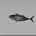 Tuna Fish Showing Shiny Silver Blue Skin Large Eyes Open Mouth on Gray Background
