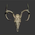 Modern Skull Animal Bone Fossil Antler 3d model