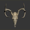 Modern Skull Animal Bone Fossil Antler 3d model