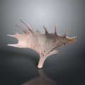 Natural Antler Like Decorative Piece With Textured Surface On Dark Background 3d model