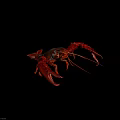 Red Colored Reptile With Claws And Long Antennae In Close Up View 3d model