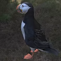 Black And White Puffin Standing In Grassland With Orange Beak And Woodland Background
