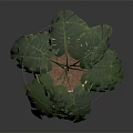 Monstera Plant With Large Green Leaves In Golden Textured Pot On Shiny Surface