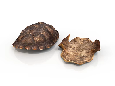 Intact and Broken Turtle Shells Showing Natural Texture on White Background 3d model