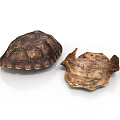 Intact and Broken Turtle Shells Showing Natural Texture on White Background 3d model