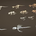 Various Dinosaur Skeleton Fossils of Different Types Displayed on Dark Background