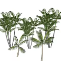 Lush Green Palm Trees With Dense Foliage And Slender Trunks In Tropical Setting