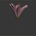 Vibrant Pink Lily Flower Blooming with Open Petals on Dark Background