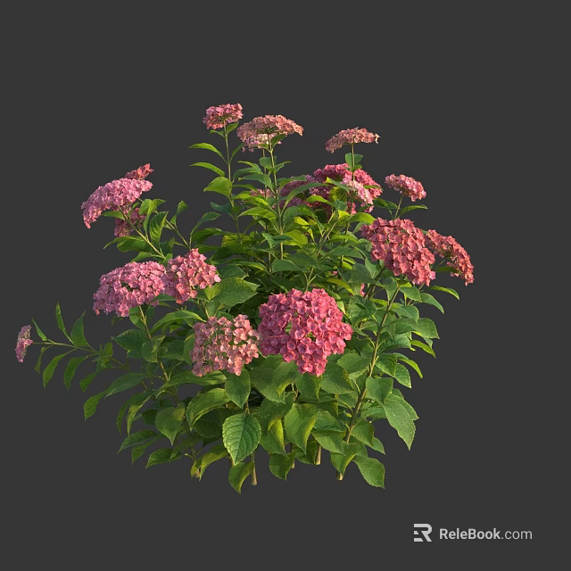 Lush Pink Hydrangeas With Multiple Blooms And Fresh Green Leaves 3d model 