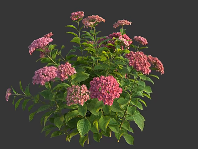 Lush Pink Hydrangeas With Multiple Blooms And Fresh Green Leaves 3d model