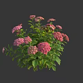 Lush Pink Hydrangeas With Multiple Blooms And Fresh Green Leaves 3d model