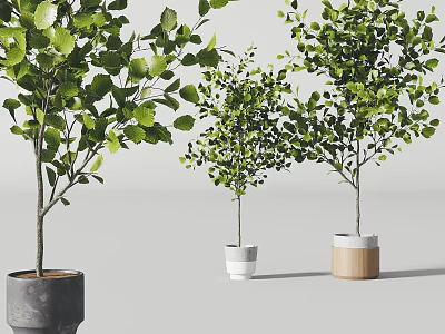 Potted Bonsai Trees With Green Foliage In Grey White And Wooden Planters 3d model