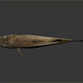 Fresh Silver And Brown Fish Isolated On Gray Background With Reflection
