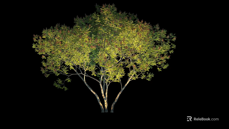 Lush Green Arbor With Multiple Trunks And Dense Leafy Canopy In Black Background 3d model 