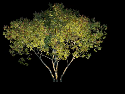 Lush Green Arbor With Multiple Trunks And Dense Leafy Canopy In Black Background 3d model