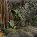 Lush Wild Tropical Forest Scenery With Mossy Ground Thick Trunks Wild Mushrooms And Broad Leaves
