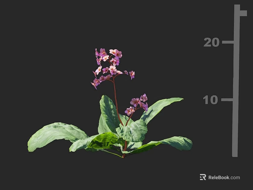 Beautiful Pink Blossoms with Lush Green Foliage on a Single Stem Plant 3d model 
