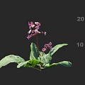 Beautiful Pink Blossoms with Lush Green Foliage on a Single Stem Plant