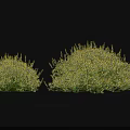 Two Lush Green And Yellow Foliage Shrubs On Dark Background