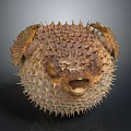 Close Up View Of Inflated Pufferfish With Spiky Skin And Open Mouth