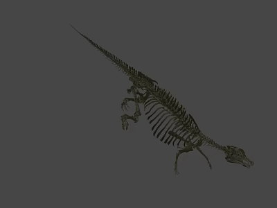 Complete Dinosaur Skeleton Fossil Display With Vertebrae And Limb Bones 3d model