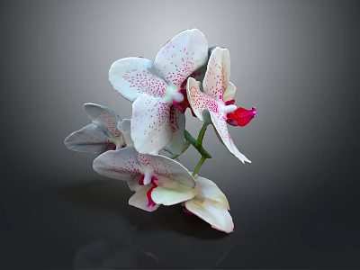 Close Up Of White Orchid Flowers With Pink Spots And Green Stems On Dark Background 3d model