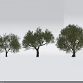 Three Olive Trees Displaying Lush Green Foliage And Natural Growth Shapes