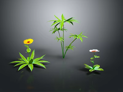 Green Leafy Plants With Yellow And White Flowers On Black Background 3d model