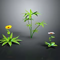 Green Leafy Plants With Yellow And White Flowers On Black Background