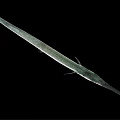 Needlefish With Long Slender Body And Elongated Snout Isolated On Black Background
