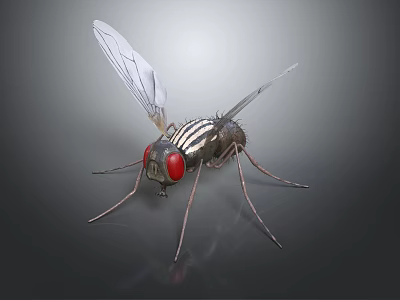 Detailed House Fly Close Up Featuring Red Eyes Transparent Wings And Striped Body 3d model