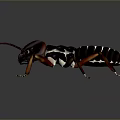 Detailed Realistic Cockroach With Dark Body And Red Legs On Gray Background