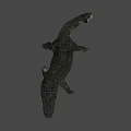 Realistic Crocodile 3D Model With Detailed Scales And Open Mouth