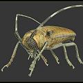 Detailed View Of A Golden Beetle With Long Antennae And Legs On Gray Background